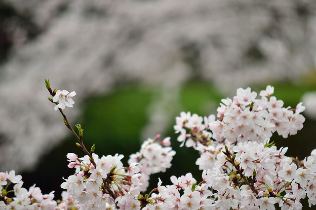 サクラ 　Cherry blossoms