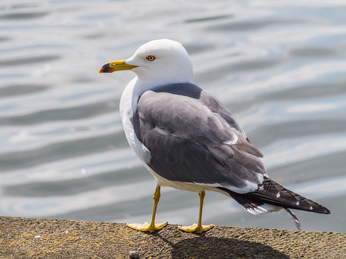 Black-headed gull is resting wings