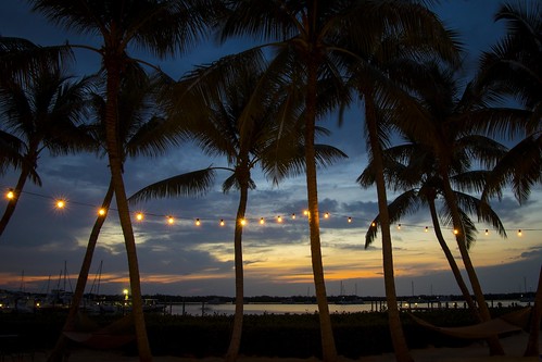 trees sunset beach silhouette keys lights twilight colorful florida coconut dusk palm string fl fla travernier