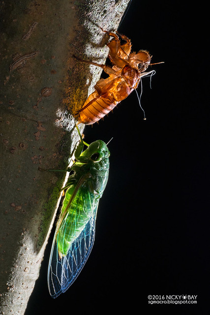 Cicada (Cicadidae) - DSC_8177