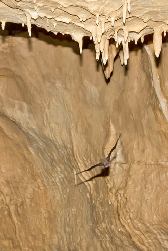 caves missouri arkansas caving biology speleology batesville protem lyoncollege biospeleology ozarkundergroundlaboratory tumblingcreekcave