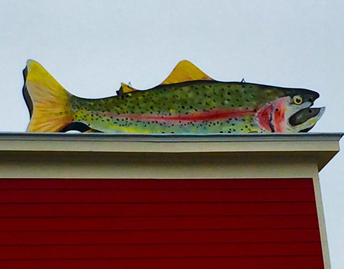 virginia trout rainbowtrout cidery highlandcounty nottobeusedwithoutmypermission adfimages