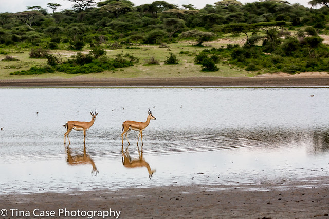 Serengeti Reflections