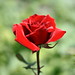I love this rose! :))