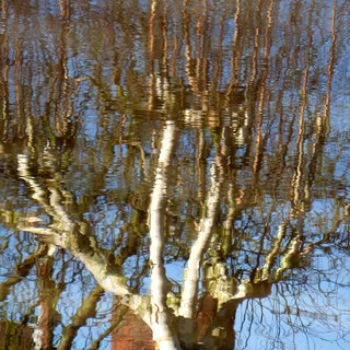 birch reflections