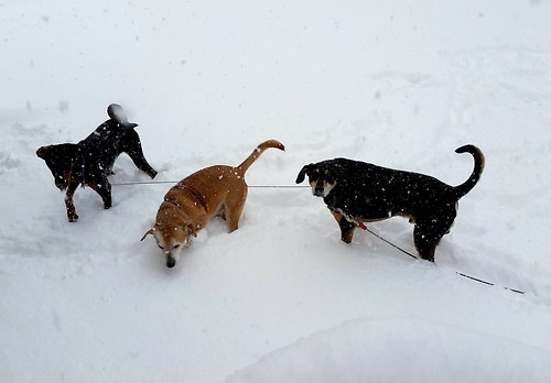 dogs playing in the snow #adoptdontshop #snowdogs #LapdogCreations 