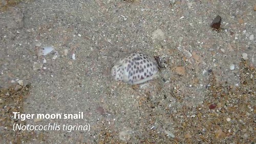 Tiger moon snail (Notocochlis tigrina)