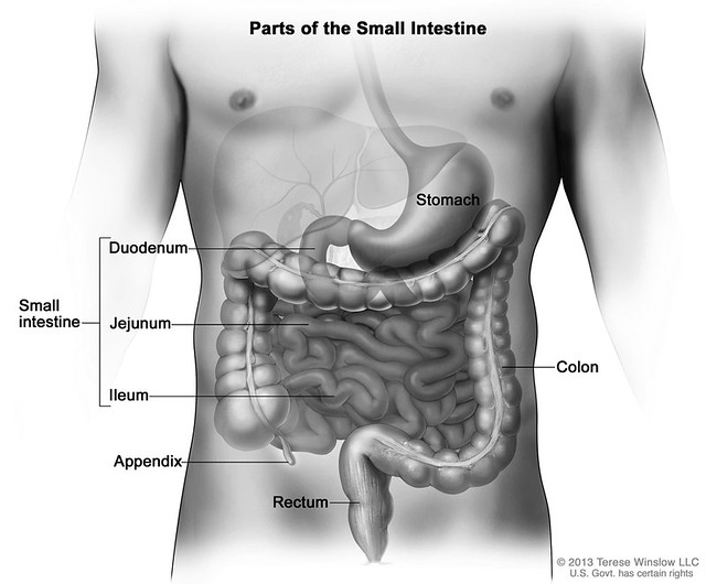 Digestion 101 // Part 4: The Small Intestine