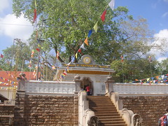 Sri Maha Bodhi Tree- Anuradhapura Sri Lanka