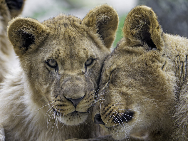 Two lion cubs loving each other
