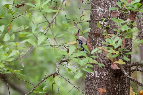 park bird woodpecker state florida wildlife historic battlefield olustee