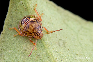 Stink bug nymph (Pentatomidae) - DSC_8490