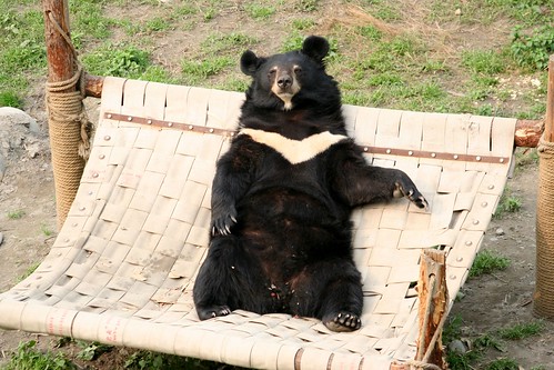 Jasper on his favourite hammock