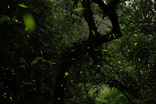 lighting green taiwan illumination firefly 螢火蟲 蛍 lightingbug ホタル littlefairy newtaipeicity