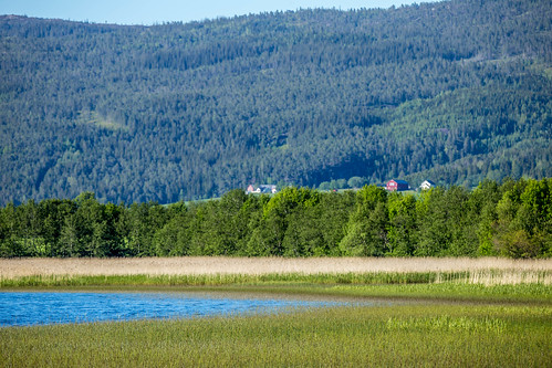 lake naturereserve verdal nordtrønderlag leksdalsvatnet fugleturjuni2015