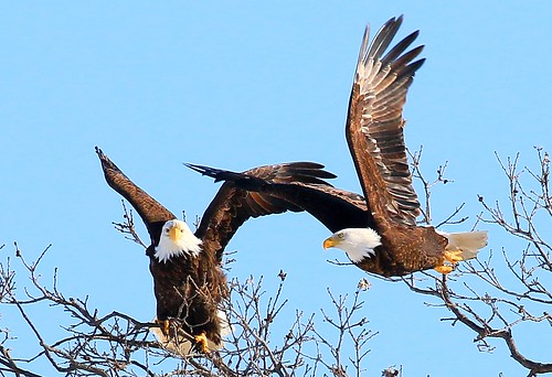 county howard bald reis iowa larry springs lime eagles courting