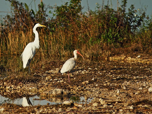 Great Egret and White Ibis 20160126
