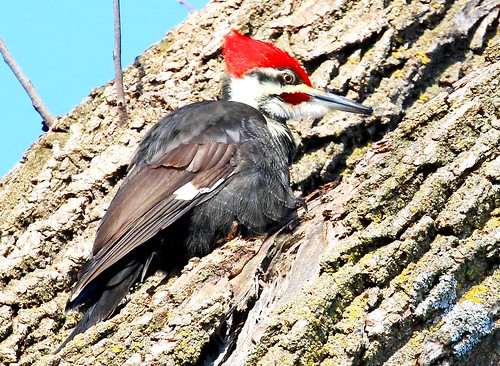 county male woodpecker howard reis iowa larry springs lime pileated