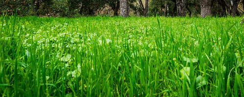 california park ca morning trees plant green grass us unitedstates outdoor sanjose almaden minerslettuce claytoniaperfoliata guadalupeoakgrovepark
