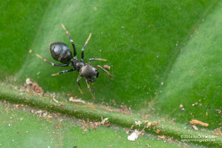 Ant-mimic jumping spider (Myrmarachne sp.) - DSC_7958