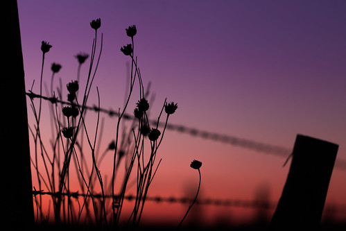 sunset england silhouette wiltshire avebury