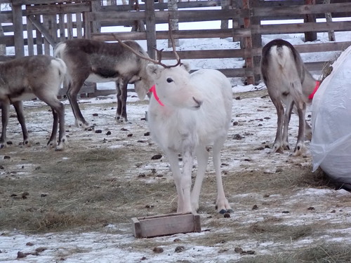 winter food snow cold finland reindeer feeding lapland