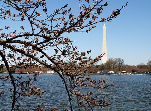 Photo: A tiny bit early for Washington DC's Cherry Blossom Festival