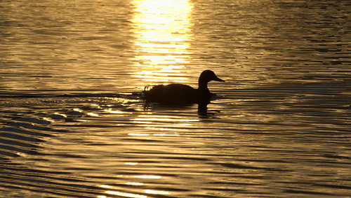 sunset lake reflection silhouette swim evening duck waves freiburg tamron70300 nikond7100 flückigerseee