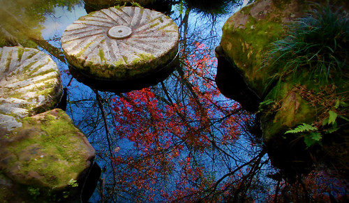 blue fern color reflection green ga garden moss pond stones elements koi oriental masseelane
