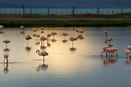 pink patagonia reflection bird water argentina canon landscape agua wildlife flamingo rosa paisaje ave reflejo flamenco sudamerica elcalafate 70300 vidasilvestre nimez lagunanimez canont2i