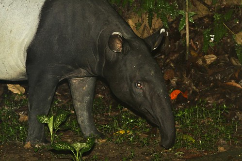 malaysia tamannegara malayantapir tapirusindicus taxonomy:binomial=tapirusindicus mutiararesort xaviermalleret