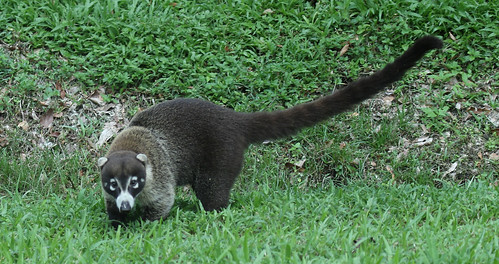 mammal costarica flickr cr limón whitenosedcoati costarica2015