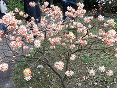 Deciduous shrub
Long oval leaves, fold in half
Multi-stemmed and trucked
Thick branches all the way to the leaves
Large, round, green buds at the ends of stems