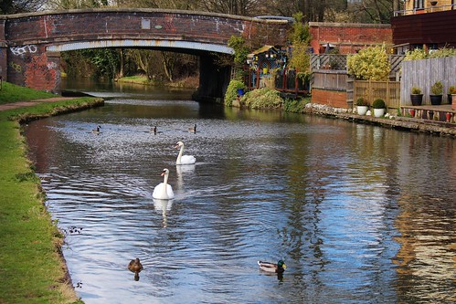 canal swans waterfowl grandunioncanal