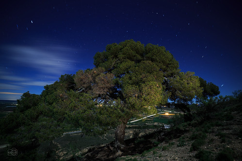 paisajes arboles nocturnas binaced