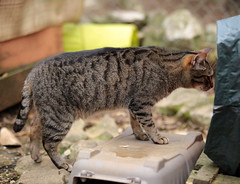 Cats from Hérault - Photo of Gorniès