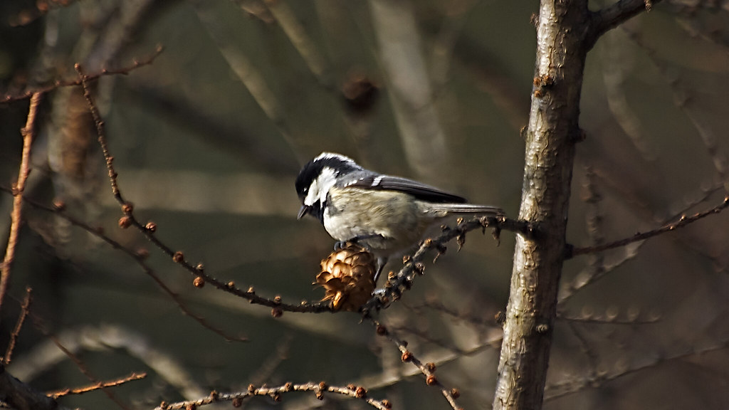 Coal Tit over the branch