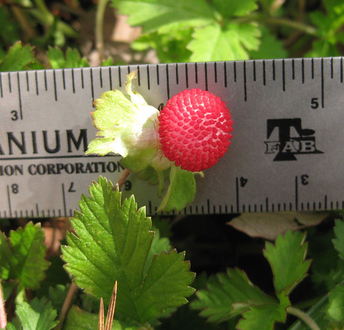 Indian Strawberry Fruit IGFB13