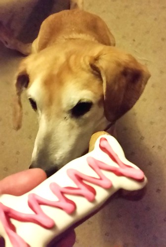 senior hound mix rescued dog #adoptdontshop Valentine's Day ©LapdogCreations #LapdogCreations