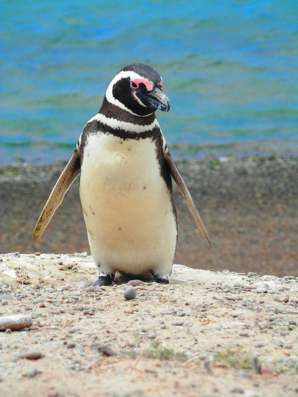 Pinguino Magellano
