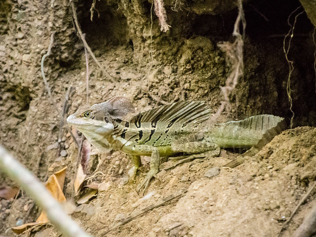 Basilisk lizard (male)