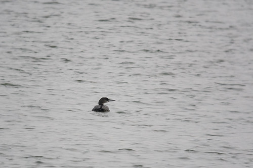 Great Northern Diver, Stewartby Lake, 28th December 2015