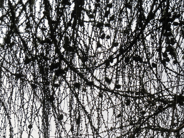 the hanging branches of the Larch tree in February