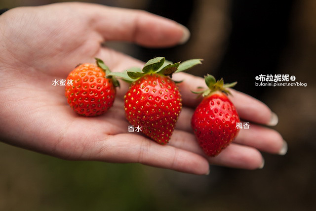 【採草莓推薦】新發現！秘境草莓園！埔里也能採草莓？@埔里玩莓草莓園