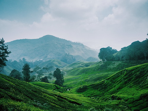 green beautiful clouds rural landscape highlands tea farm farming hills malaysia agriculture bushes teaplantation roomforcopy