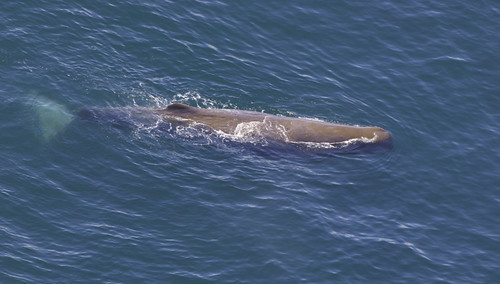 Sperm Whale (Physeter macrocephalus)
