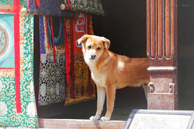 Nepali dogs 03