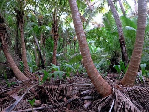 island islands coconut direction cocos keeling
