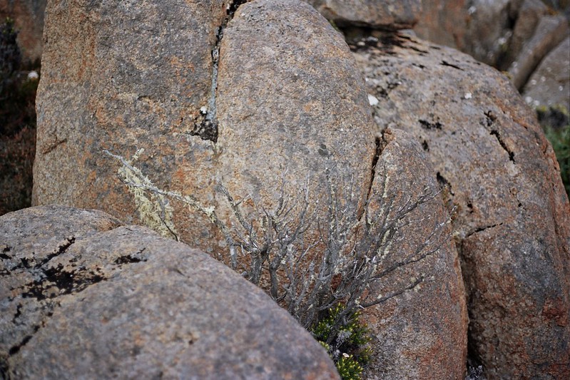 Tasmania - beautiful rocks and their patterns // Schorlemädchen