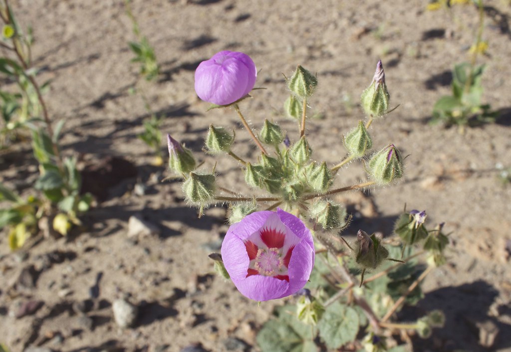 Photo of Death Valley Super Bloom